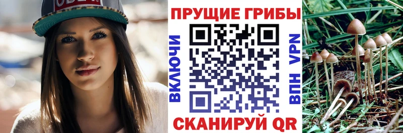 Галлюциногенные грибы Psilocybe  площадка наркотические препараты  Мамадыш 